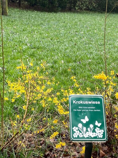 Trotz ungemütlichen Wetters konnten wir uns bei unserer Märzwanderung an der Krokuswiese erfreuen, auf der nicht nur Krokusse, sondern auch Narzissen blühten.